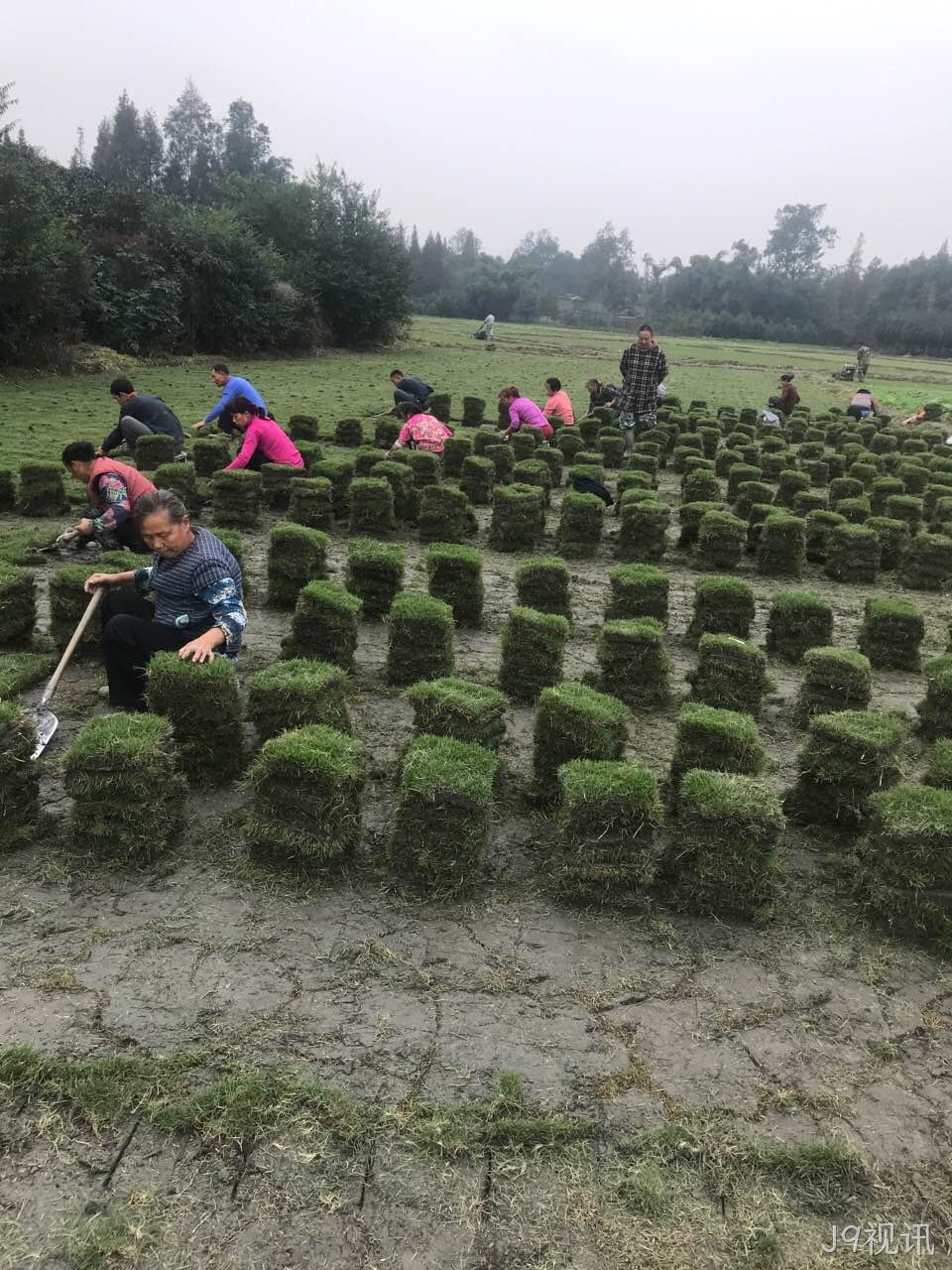 草坪如何养殖