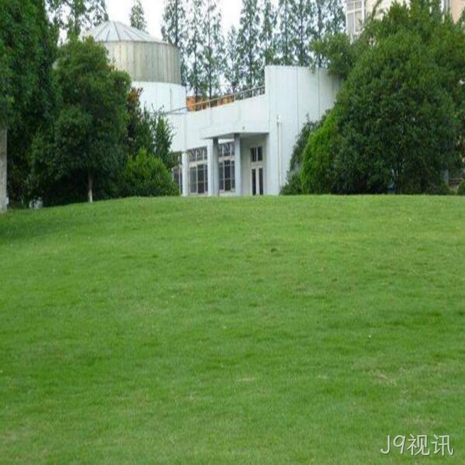 黑麦草草坪