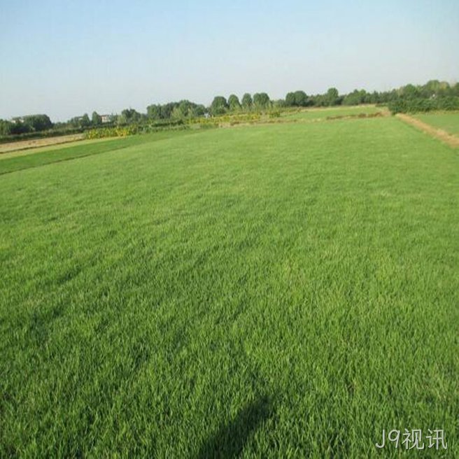 高羊茅草坪