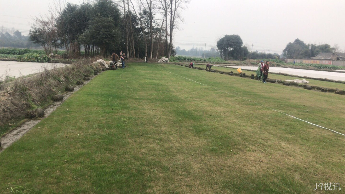 J9视讯草坪批发