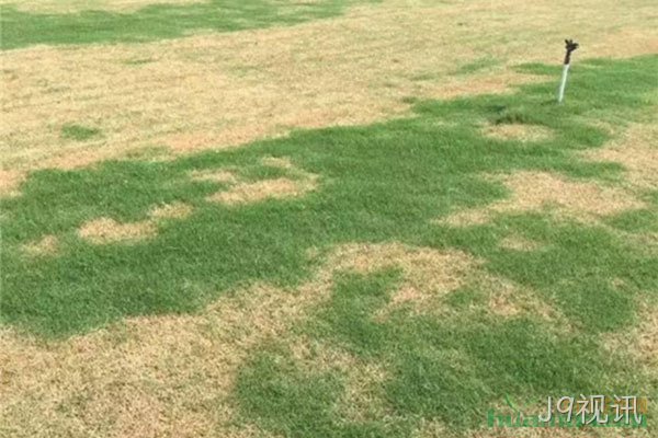 草坪发黄的原因