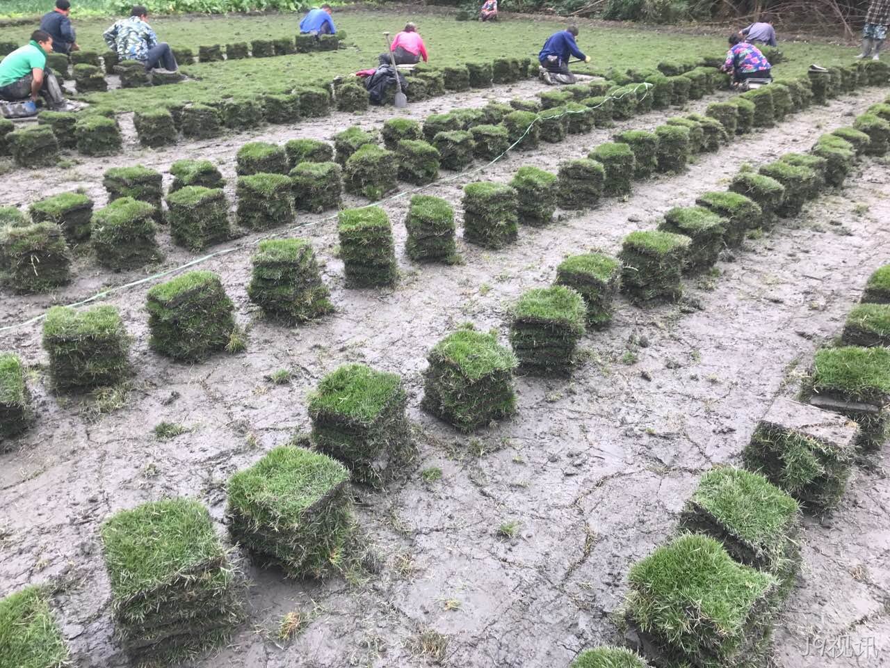 开原草坪种植厂家 开原草坪种植厂家