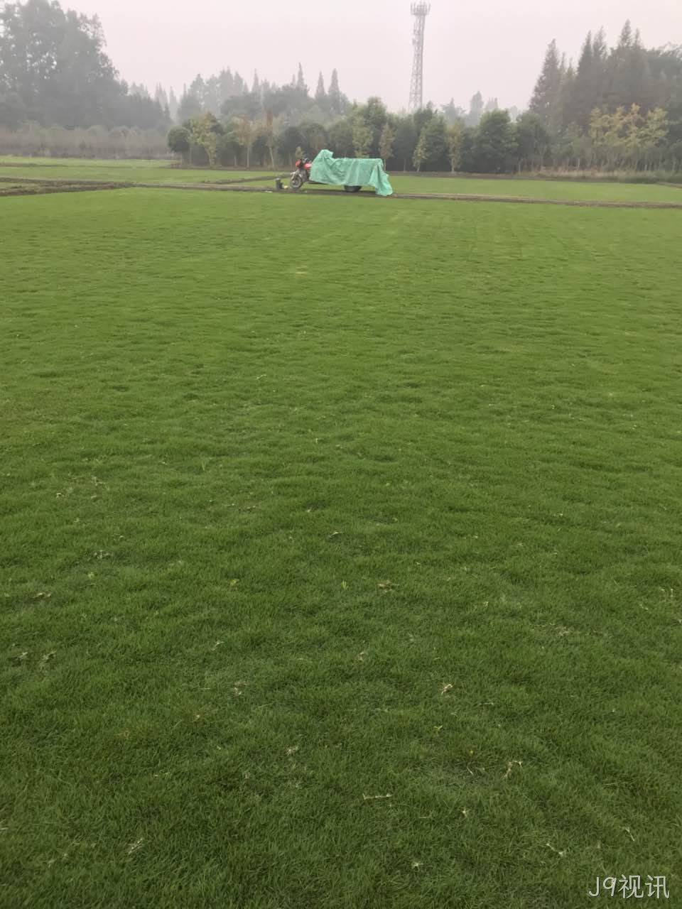 辽宁草坪种植厂家哪家好? 辽宁草坪种植厂家哪家好?