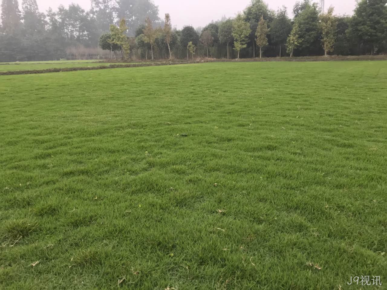 辽宁草坪种植厂家就找J9视讯 辽宁草坪种植厂家就找J9视讯